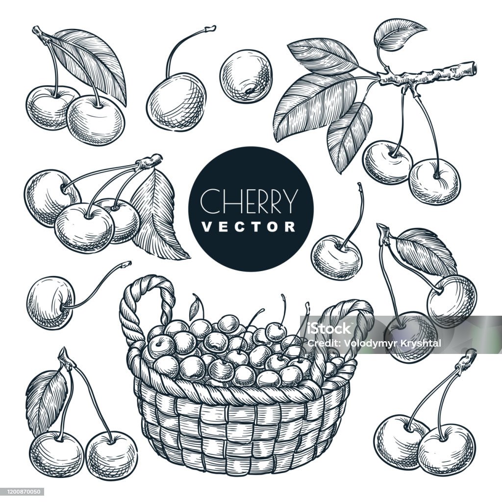 Cherry berries sketch vector illustration. Sweet berries harvest in basket. Hand drawn garden agriculture and farm. Cherry berries sketch vector illustration. Sweet berries harvest in wooden basket. Hand drawn garden agriculture and farm isolated design elements. Cherry stock vector