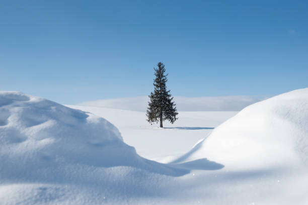 istock Alone Christmas Tree in Winter, Biei Patchwork Road, Hokkaido, Japan 1200870092