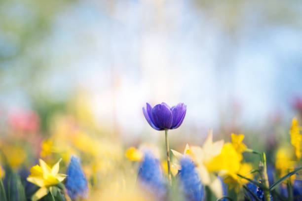 tulipes pourpres dans le jardin - daffodil spring flower blue photos et images de collection