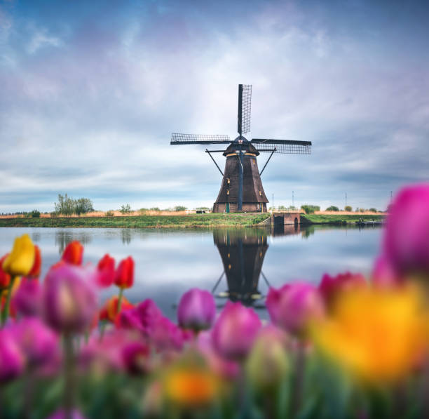 View through the tulips on traditional dutch windmill by the water canal.