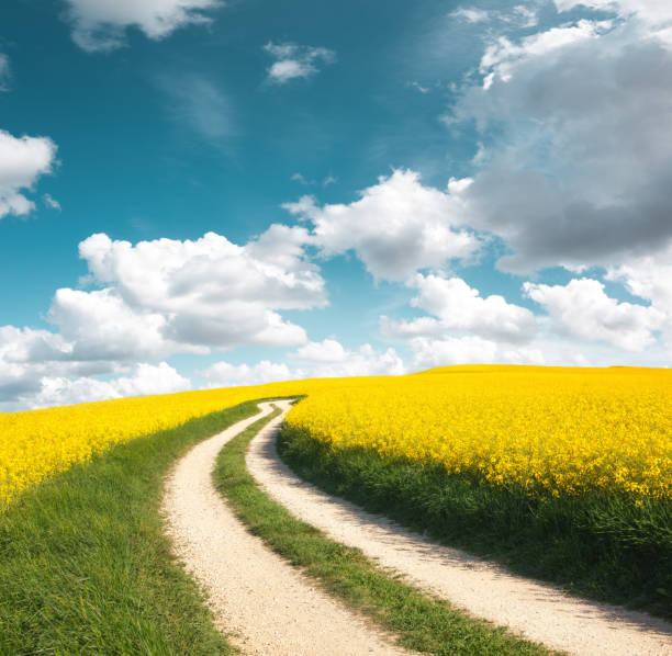 오일 시드 유채밭을 통과하는 길 - oilseed rape 뉴스 사진 이미지