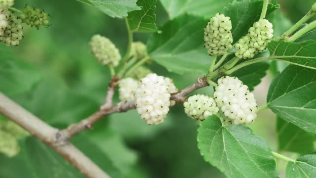 white mulberry berries on a tree branch. growing organic berries and fruits