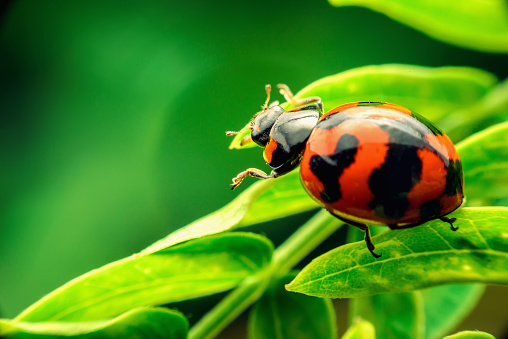 Ladybug with red stripes, black, walking on green leaves, beautiful morning.