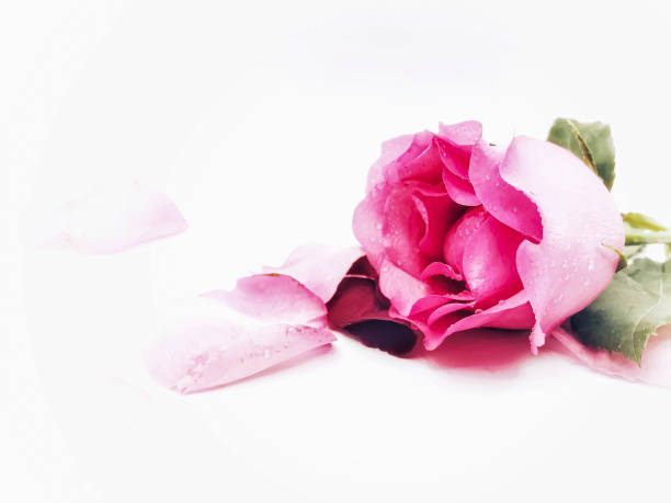 Close up Orange Rose flower with water drops on white, Valentines Day background, wedding day