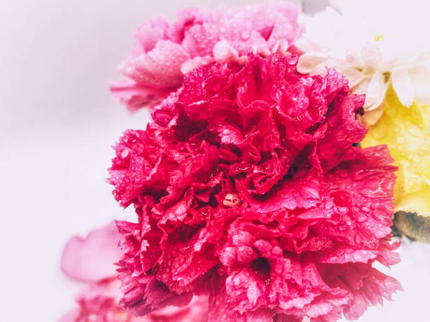 istock Pink carnations flower for Mother's day 1200879013