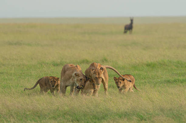 istock Two lioness and three cubs cuddling each other from marsh pride seen at Masai Mara, Kenya 1200879081