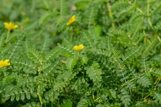 Photo of The yellow flower of devil's thorn plant.