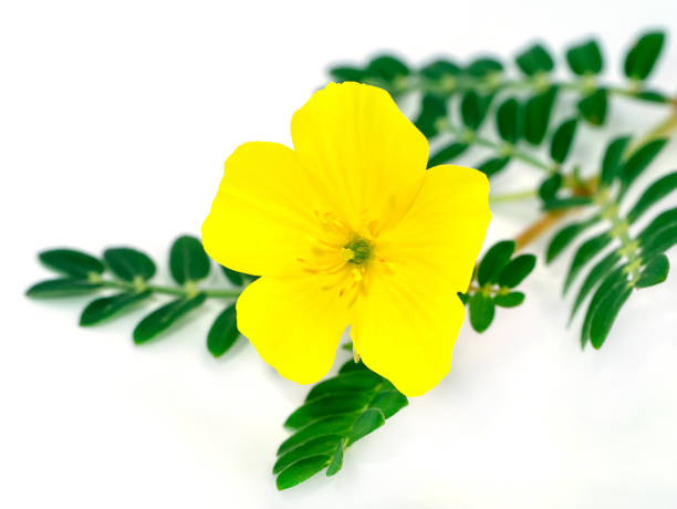 The yellow flower of devil's thorn stock photo