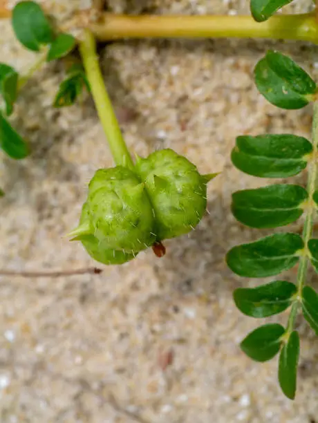 Photo of The seeds of devil's thorn