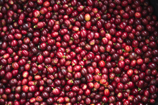 istock Fresh red coffee red cherry coffee bean - tree coffee - fruit 1200881781