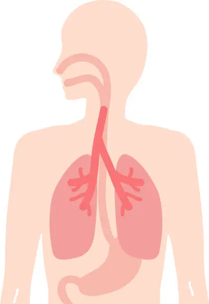 Vector illustration of Illustration of human body esophagus, lungs, stomach internal organs respiratory digestive organ