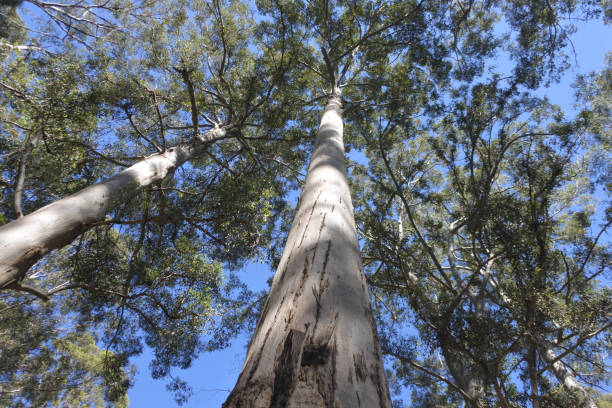 istock Western Australia's majestic Tingle trees 1200882059
