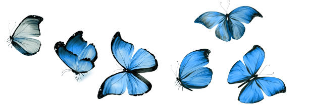 istock Color butterflies , isolated on white background 1200883051