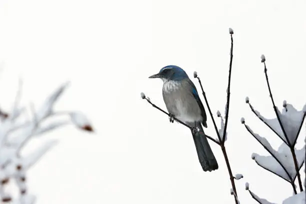 Bluejay bird is sitting on a branch, winter time, in Utah. White Minimalist picture, Winter, Nature picture bird