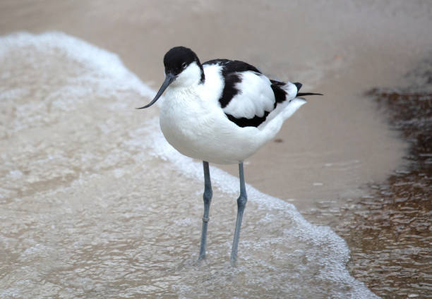 istock Wader: black and white Pied avocet on the beach, selective focus 1200885958