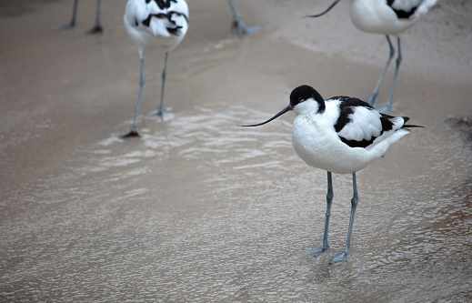 Wader: black and white Pied avocet on the beach, selective focus