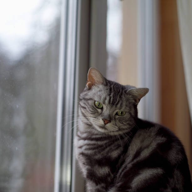 istock Portrait of a cat 1200886495