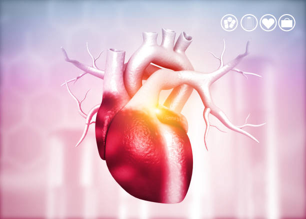 istock Anatomy of Human Heart 1200888833