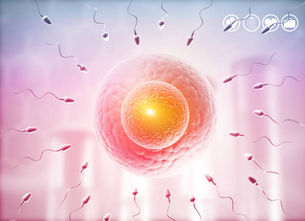 istock Human eggs and sperm, Sperm swimming to egg 1200889590