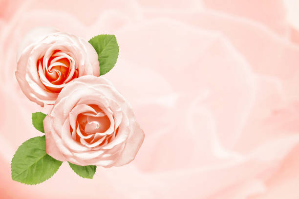 Pink rose on a pink background. Valentines day