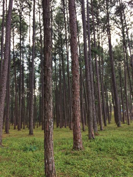 istock A lot of tall pine trees 1200891950