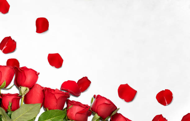 istock Red roses and rose petals on the floor 1200892279