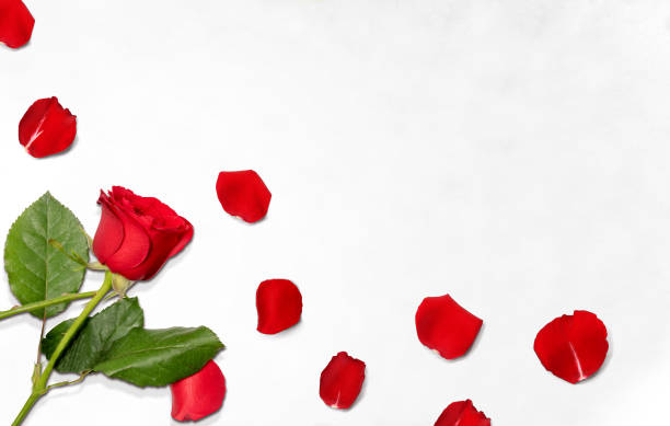 istock Red rose and rose petals on the floor 1200892415