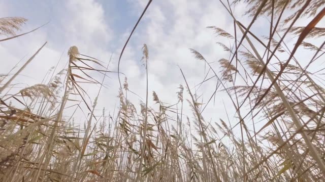 Swing reeds swamp in dolly nature reserve, video HD