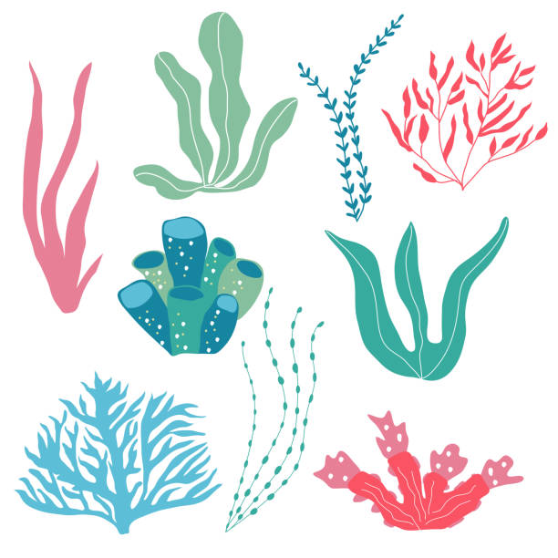 illustrazioni stock, clip art, cartoni animati e icone di tendenza di piante sottomarine, piante marine e coralli, set per tessuto, tessile, carta da parati, arredamento vivaio, stampe, sfondo infantile. vettore - seaweed sea pattern green