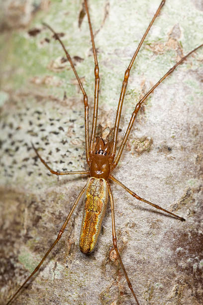 istock Longjawed orbweaver sitting on wood 120089671