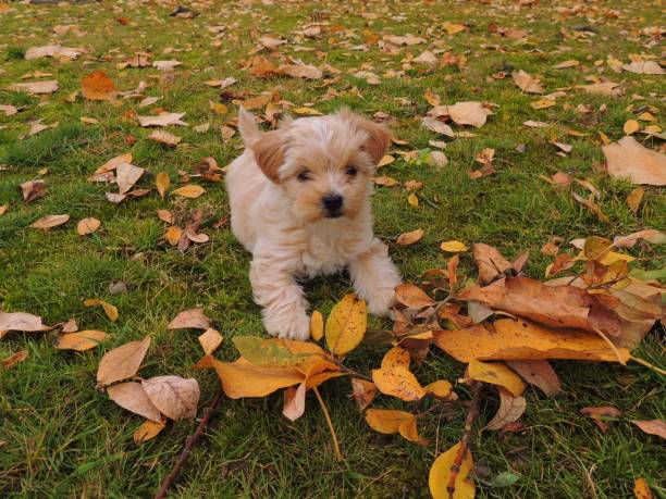 istock Puppy Playing in the Autumn Leaves 1200896969