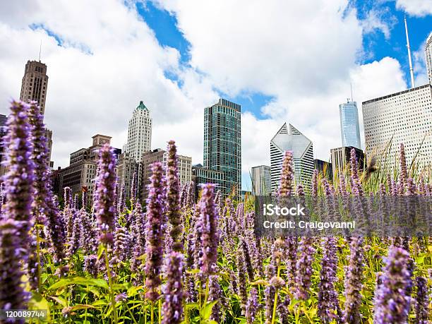 Chicago Skyline And Flowers Stock Photo - Download Image Now - Chicago - Illinois, Millennium Park - Chicago, City