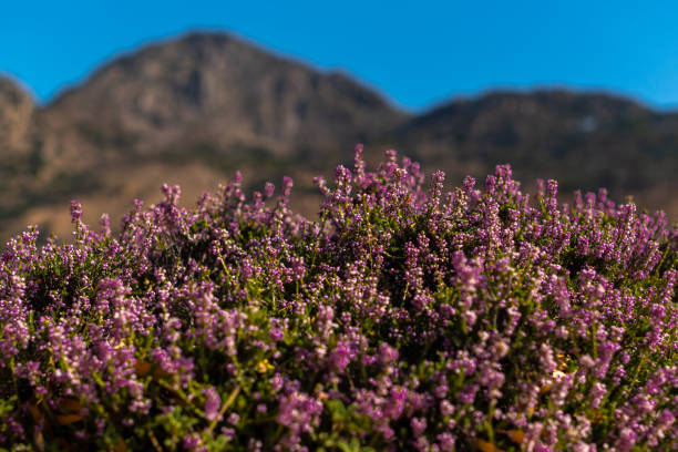 Flowers on volcanic island Nisyros in Greece.