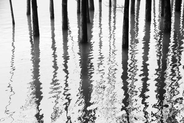 istock Tree trunks and their twisted reflections in the water 1200902200