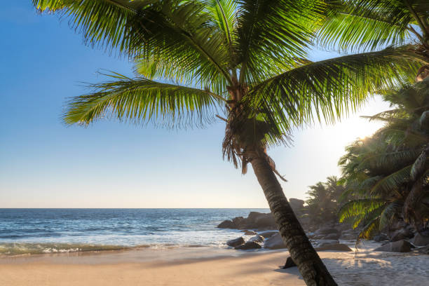 istock Coco palms at Sunset at tropical exotic beach 1200902397