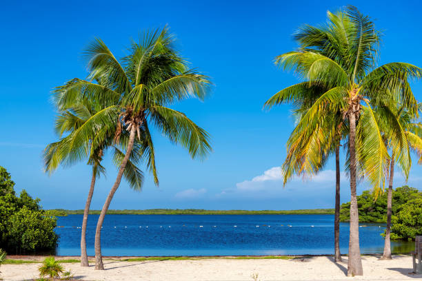 istock Palm trees on tropical beach in Florida Keys.florida 1200902424