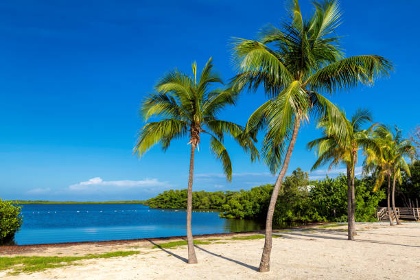 istock Palm trees on tropical beach in Florida Keys.florida 1200902450