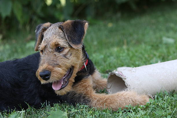 airedaleterrier (hund - aredale stock-fotos und bilder