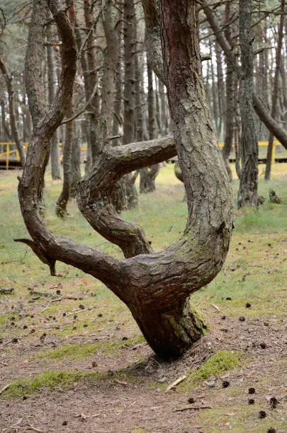 Twisted pine trunk in the Dancing Forest on the Curonian Spit on a summer day