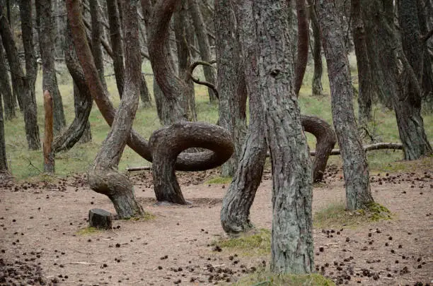 Twisted pine trunks in the Dancing Forest on the Curonian Spit on a summer day