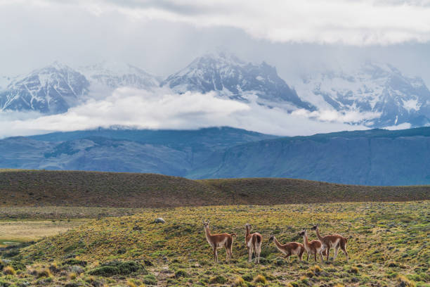 Guanaco on a hill in Torres del Paine National Park, Patagonia, Chile