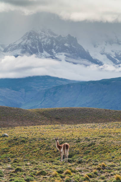 istock Guanaco in Torres del Paine 1200903980
