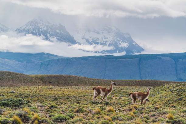 istock Guanaco in Torres del Paine 1200903998