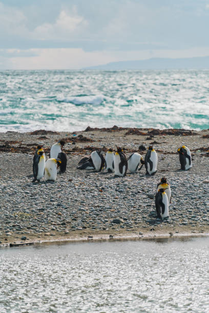 istock King penguins  on Tierra del Fuego 1200904070