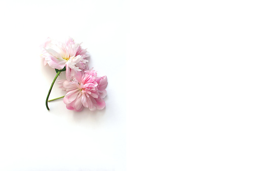Decorative mockup on a white background. Pink peonies. Flat lay, top view.