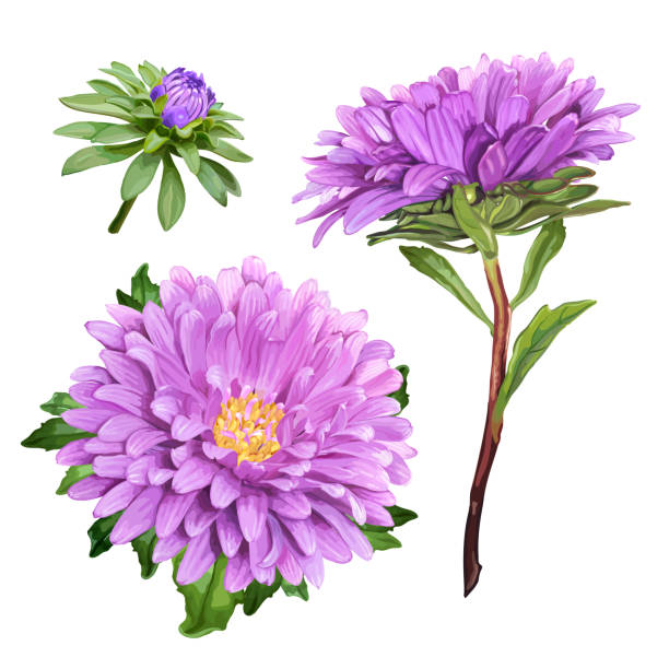ilustraciones, imágenes clip art, dibujos animados e iconos de stock de flor de verano de aster - chrysanthemum