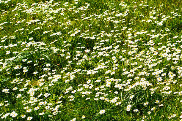 Wild daisy at Castle Hill in Arthur's Pass National Park, South Island, New Zealand
