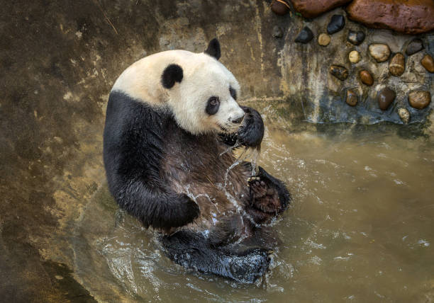 istock Panda is enjoying playing in the water. 1200905467
