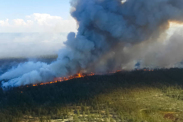 istock Fire in the forest, burning trees and grass. Natural fires 1200905787