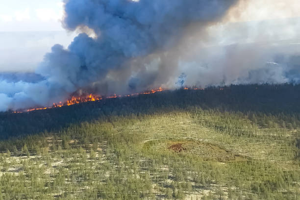 istock Fire in the forest, burning trees and grass. Natural fires 1200905793